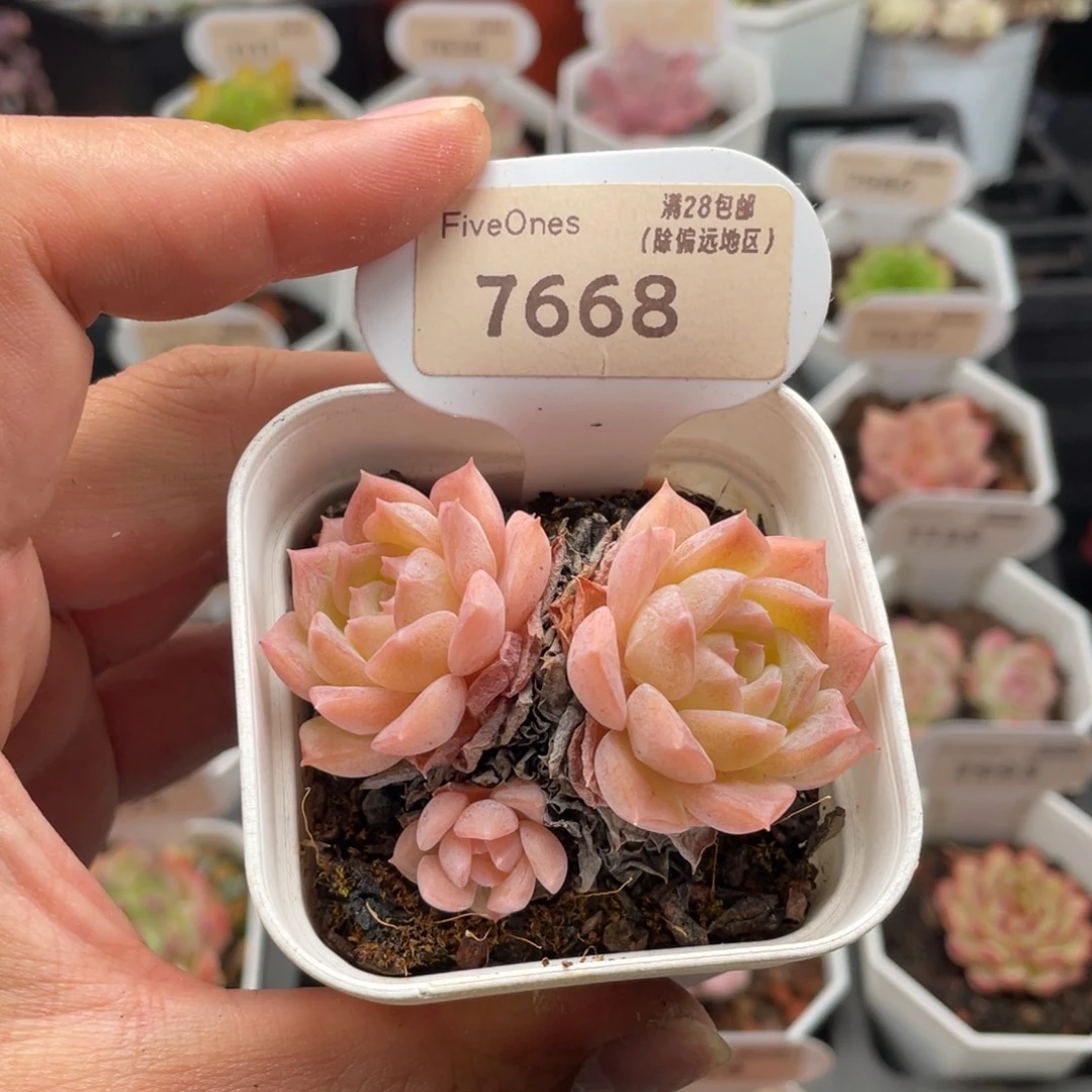 纯爱7668-6.0厘米