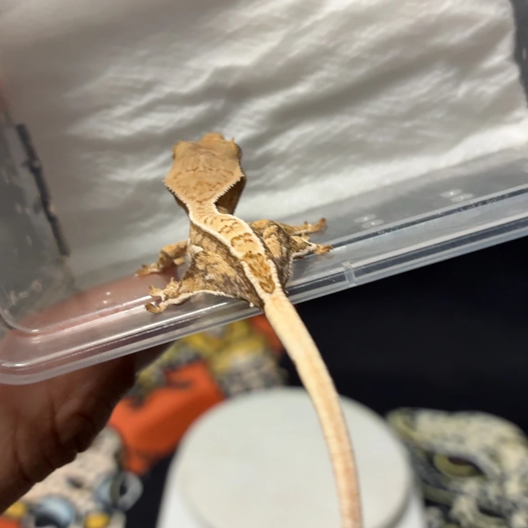 睫角守宫睫角守宫可爱入门
