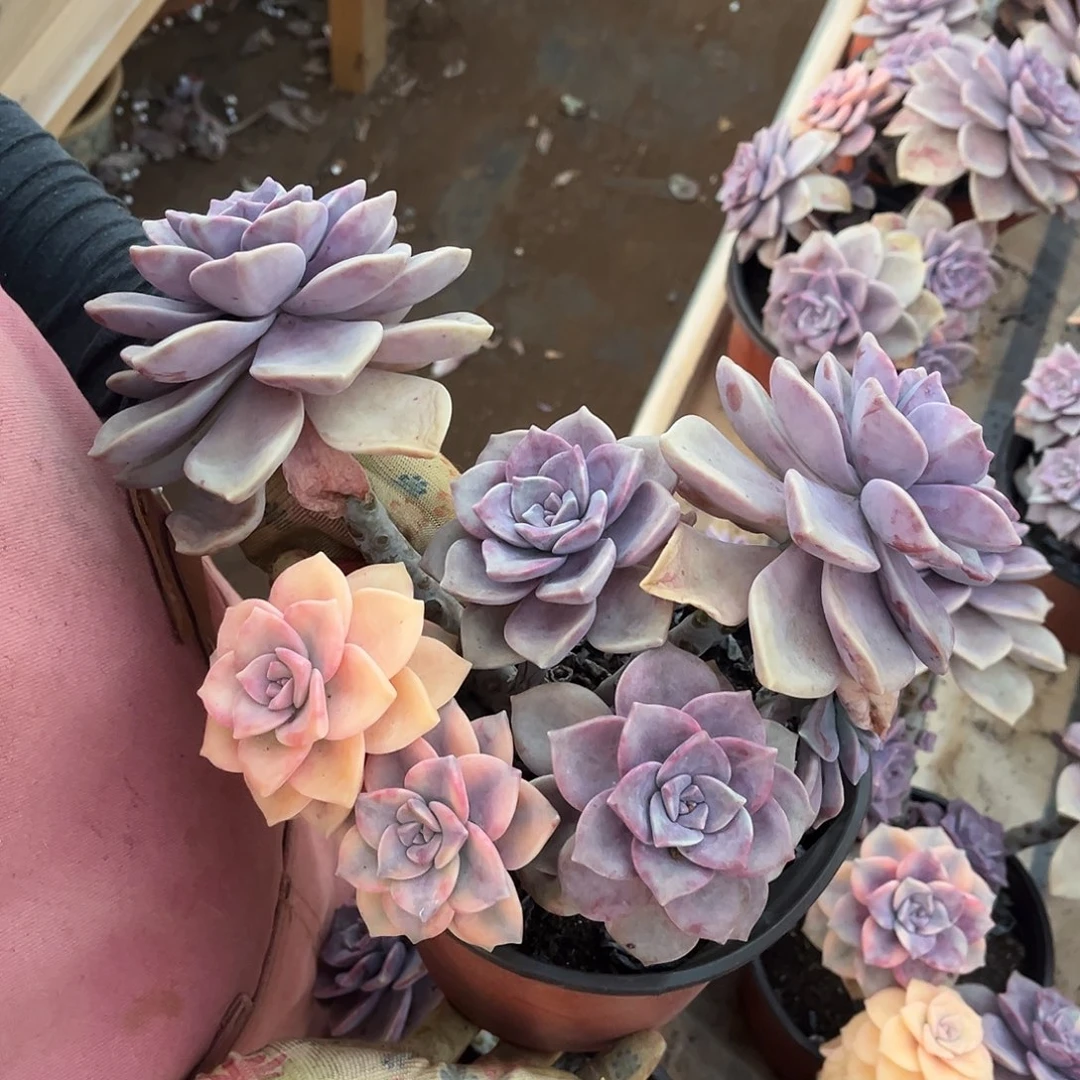 用****8多肉植物紫乐景X1