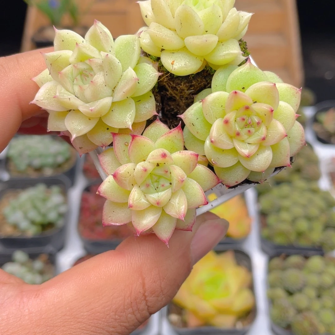 1颗麦秆小苗多肉9.9包邮发货