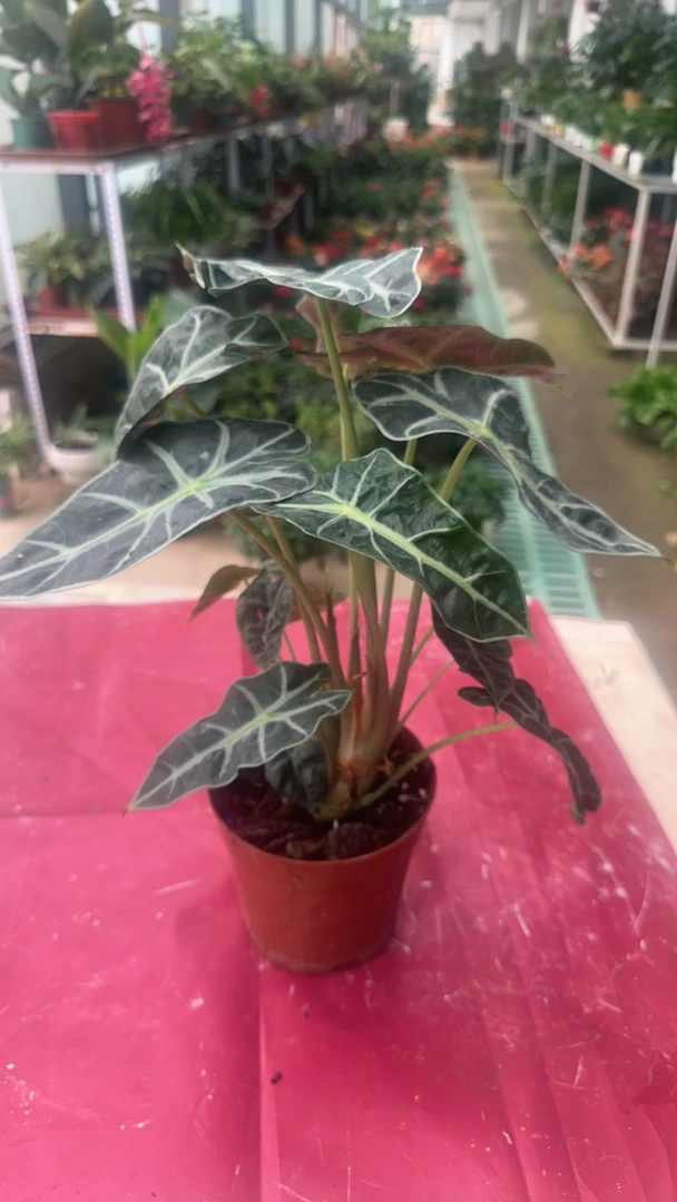 ［新疆包邮］大仙女网红绿植室内桌面盆栽防辐射耐阴净化空气