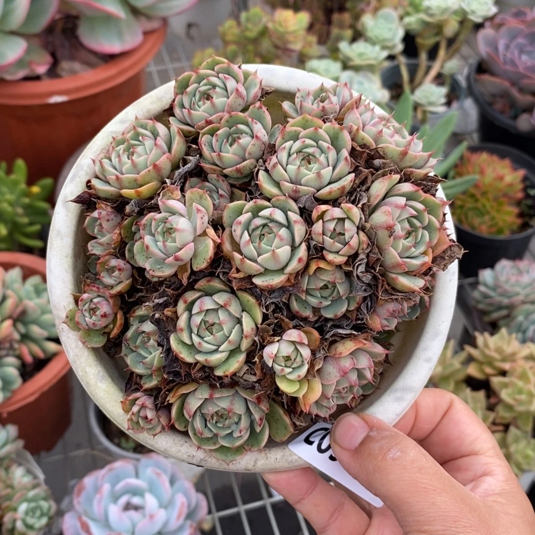 9090笨吧蒂斯一物一拍