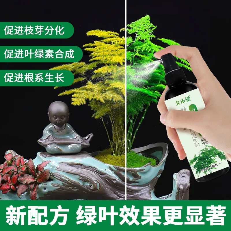 文竹营养液催芽壮根返绿增肥促生长叶子发黄干尖掉叶烂根养护治愈