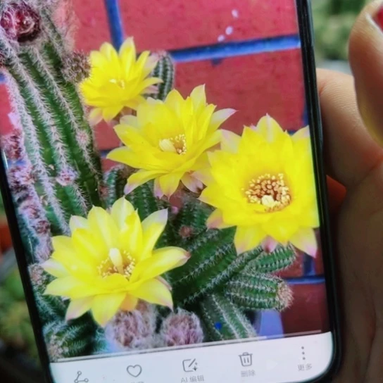 下27白檀普拉歪3个无根小侧芽20包邮