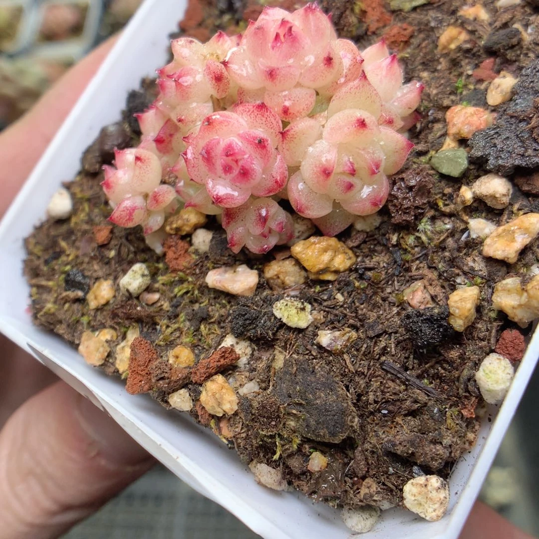 W2y y y y y y y y y