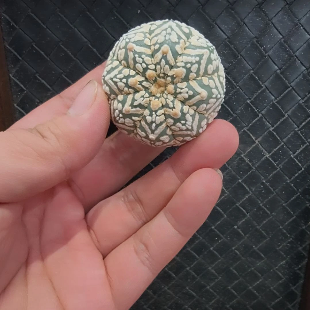 琉璃V兜大花哈哈哈好好
