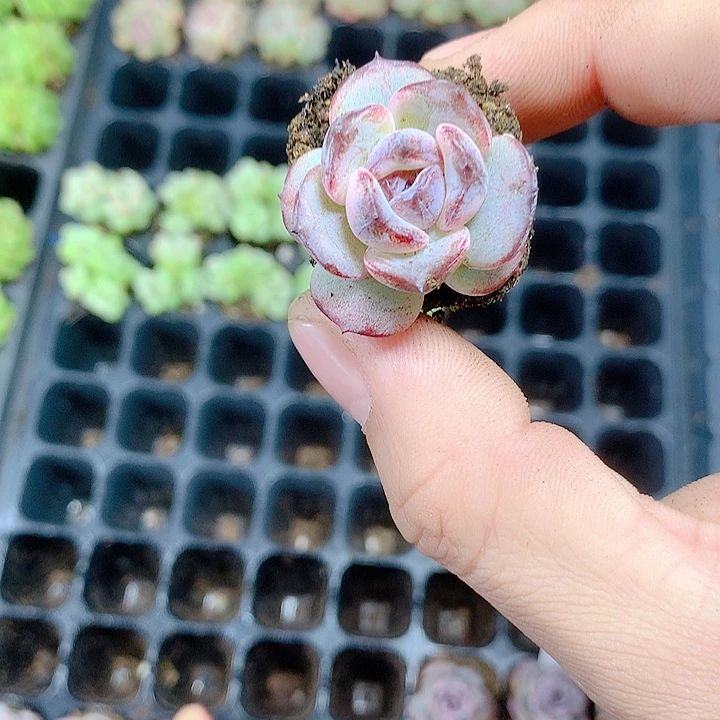 黑橙 满10颗包邮