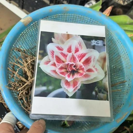 当前无花栽培后可以开花女王3厘米裸根球