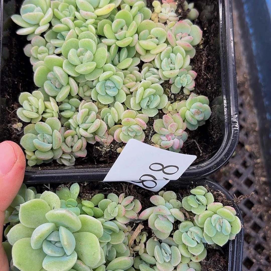 r****?多肉植物多肉植物828