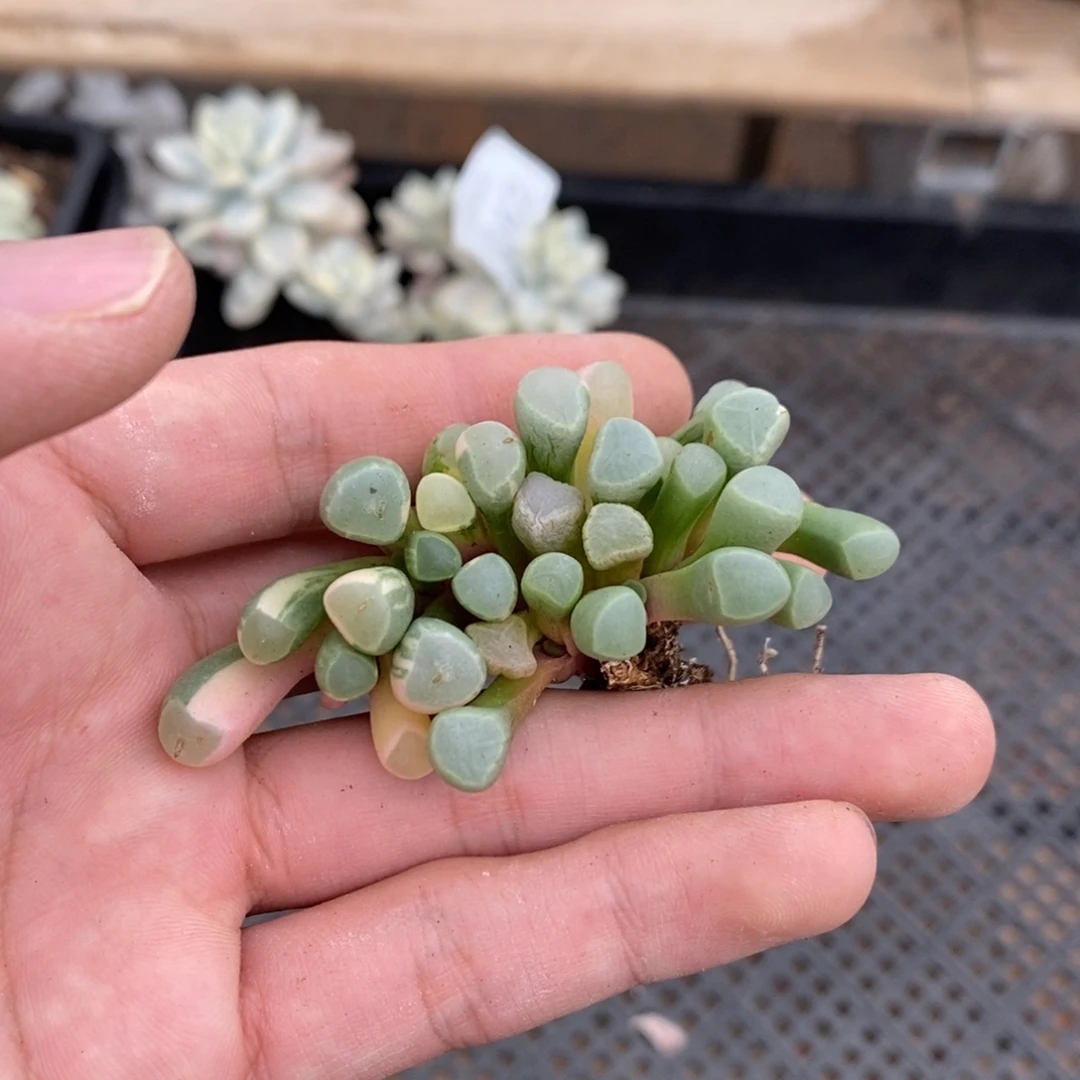 五十铃玉多肉植物7044