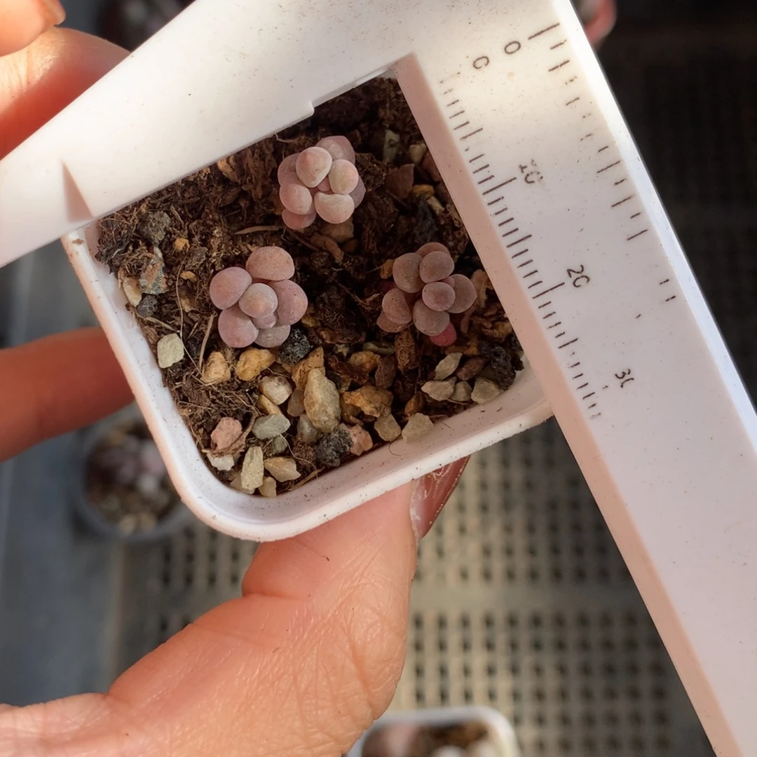 樱花奶酪3颗 瑕不满28发到付，发一片叶，~