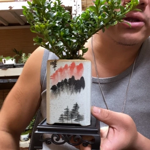 红陶一物一拍所见即所得113