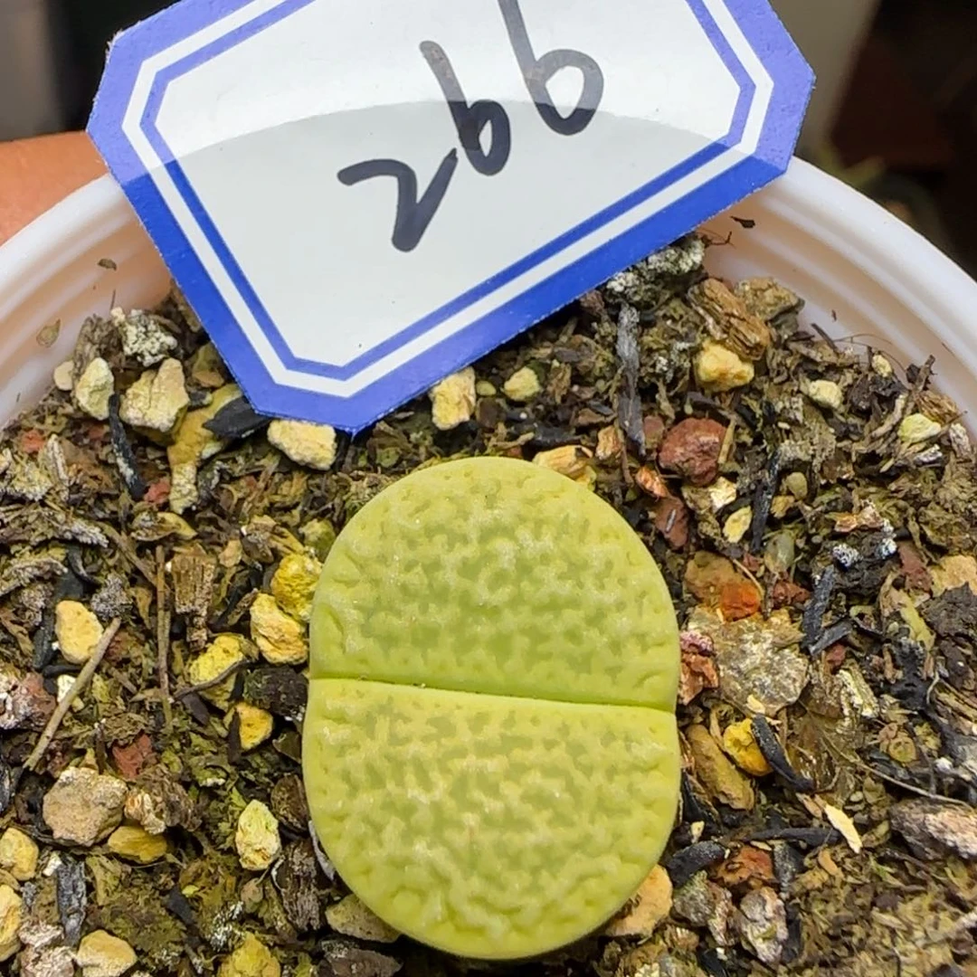 绿富贵带盆土。