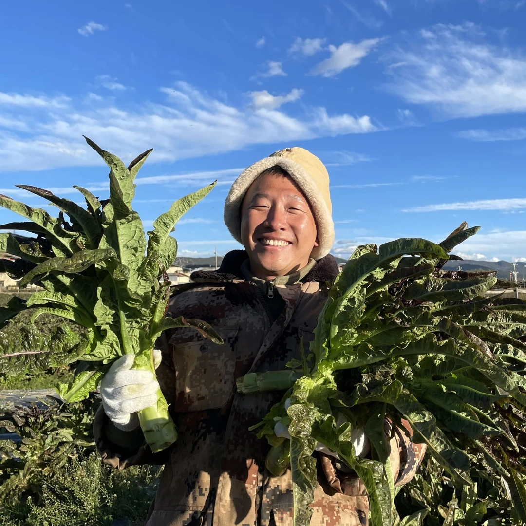 【雪域生态露天莴笋】香格里拉红叶翡翠香莴笋/莴苣 原产地新鲜采收
