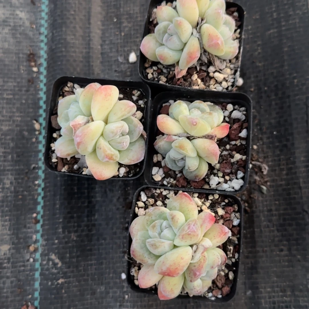 你***！小卡拉米糖心一物一拍