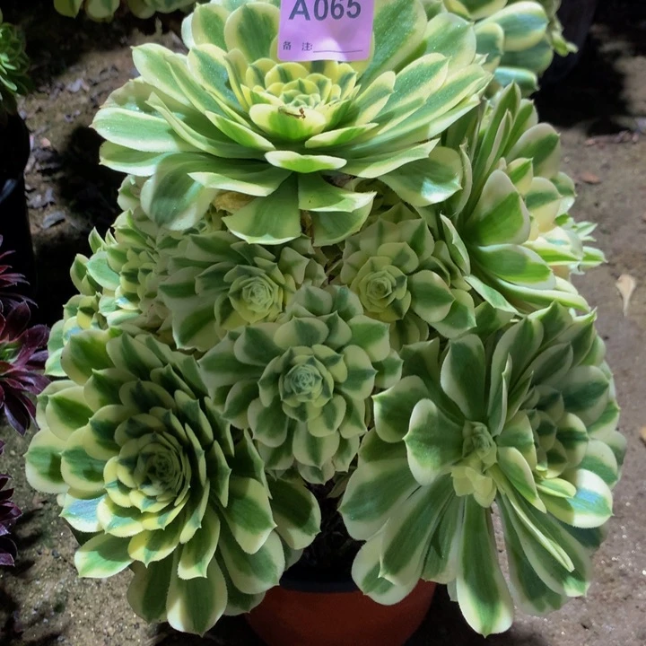 无花朵绿豆沙06500000