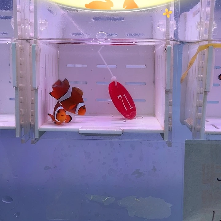 海水鱼精品黑边公子