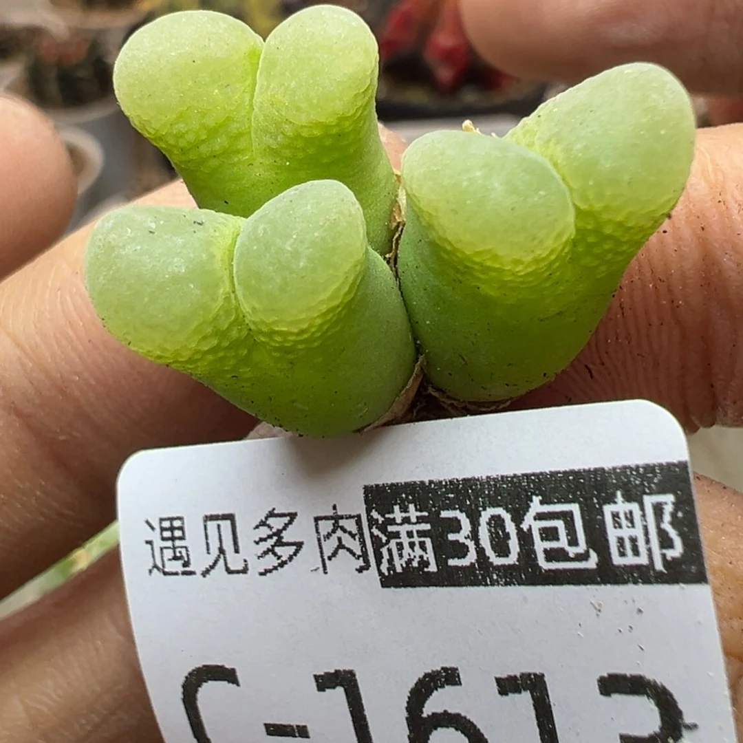 多肉植物111111111111