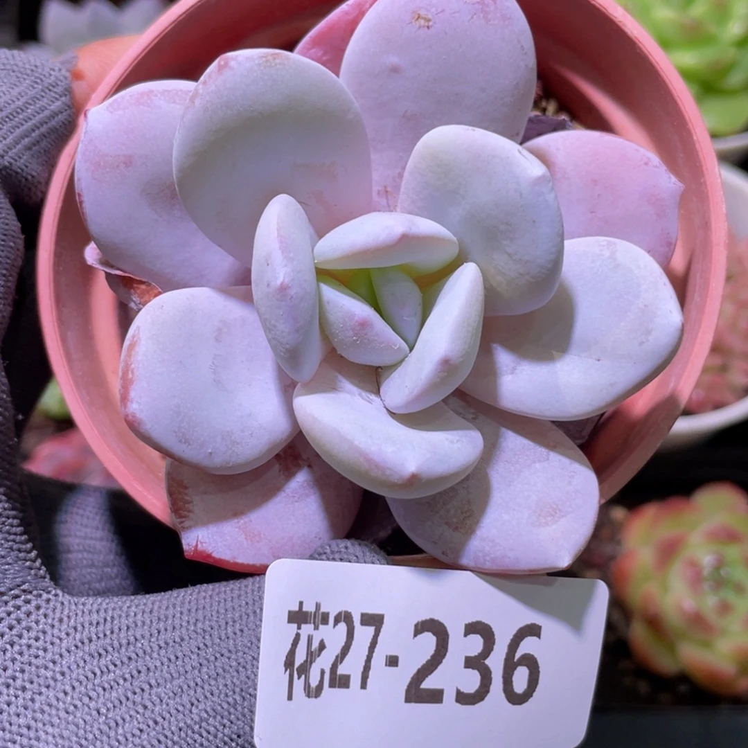 花利美27-236粉雪莲