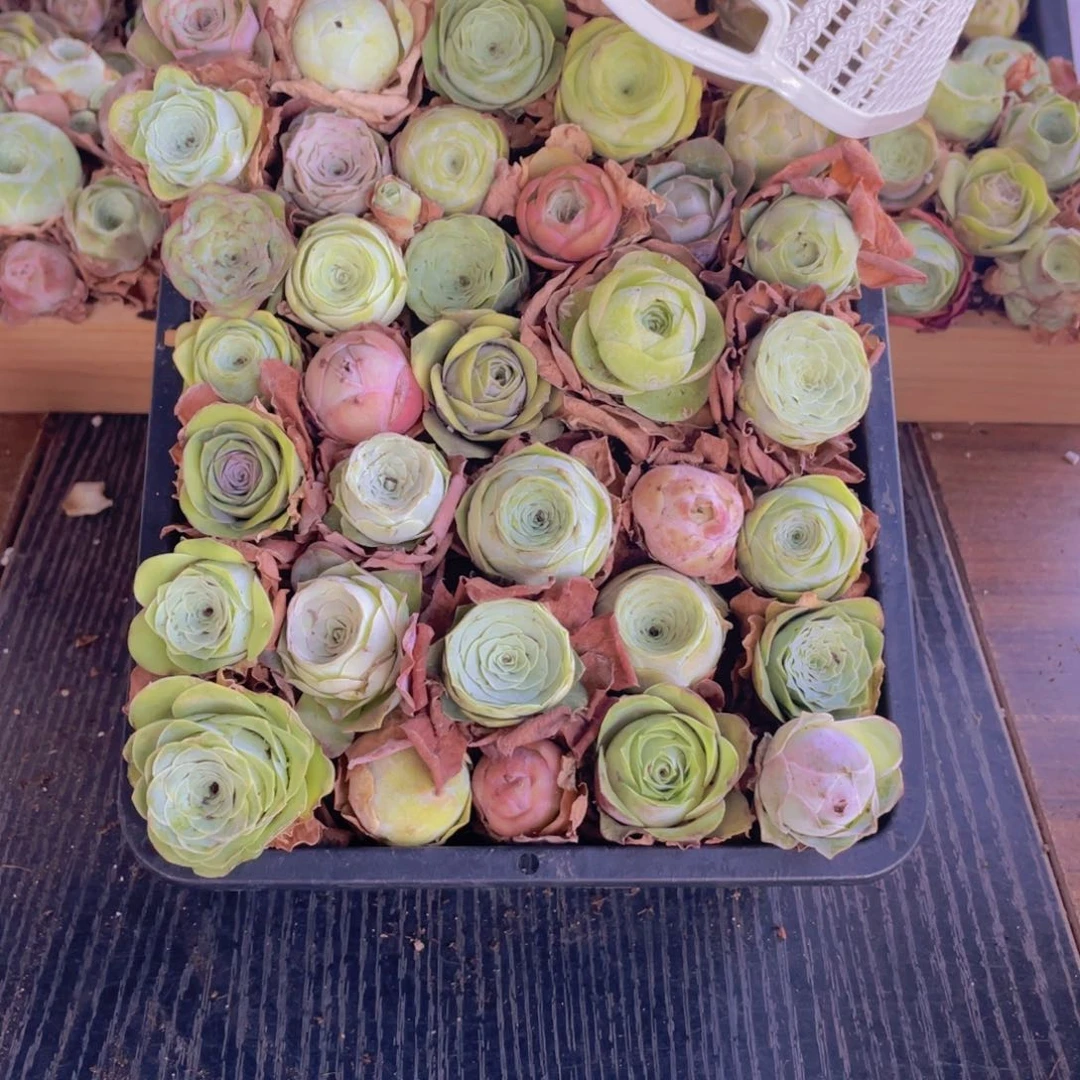 保底三十颗量拍➕花篮88888