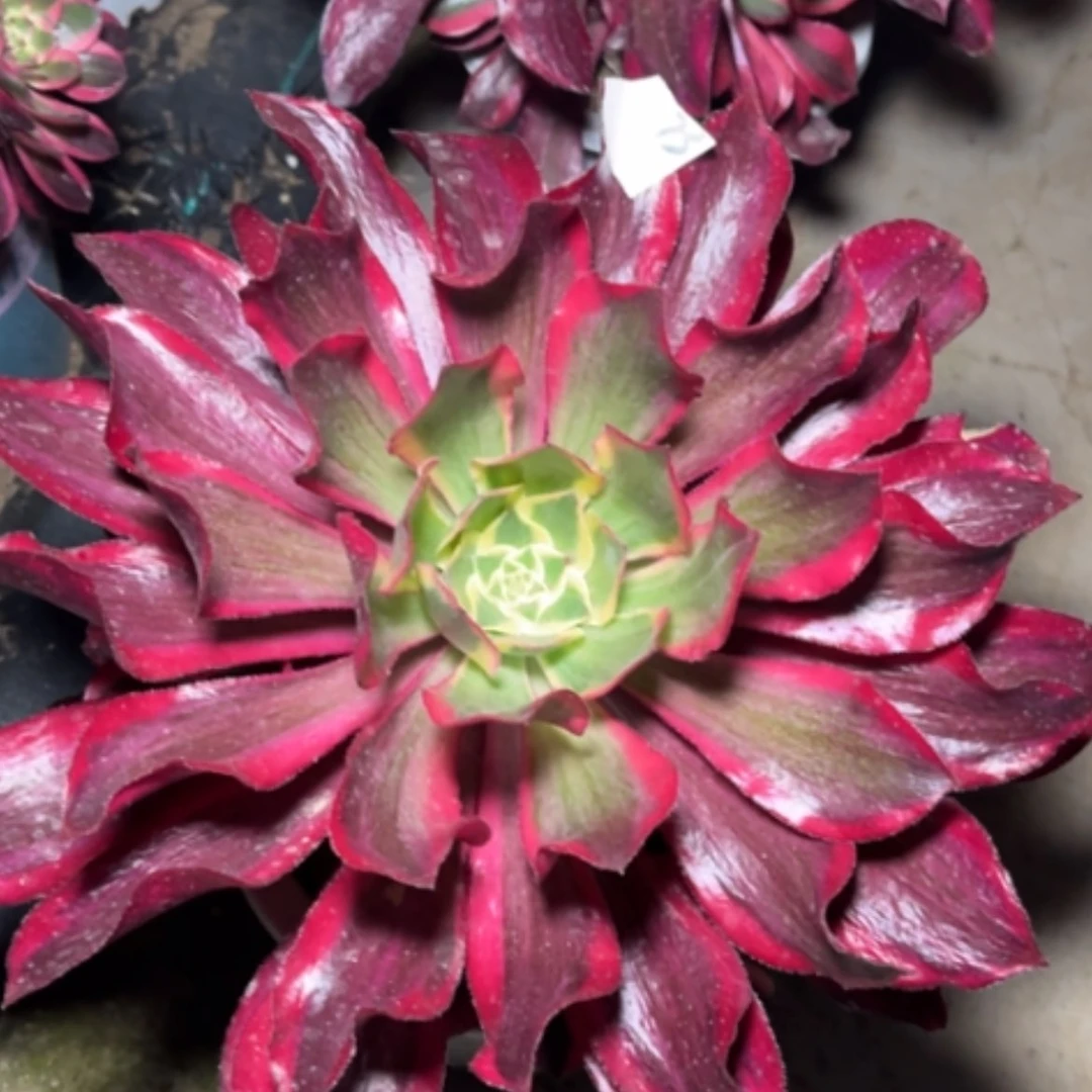 【闪购商品】73魅影多肉法师