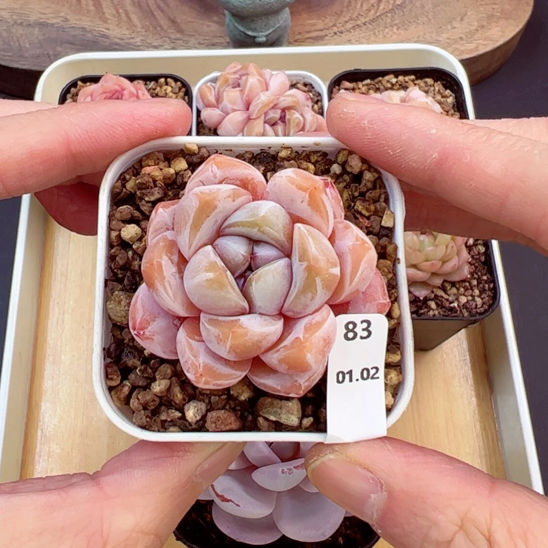 好好看83、哈哈哈哈