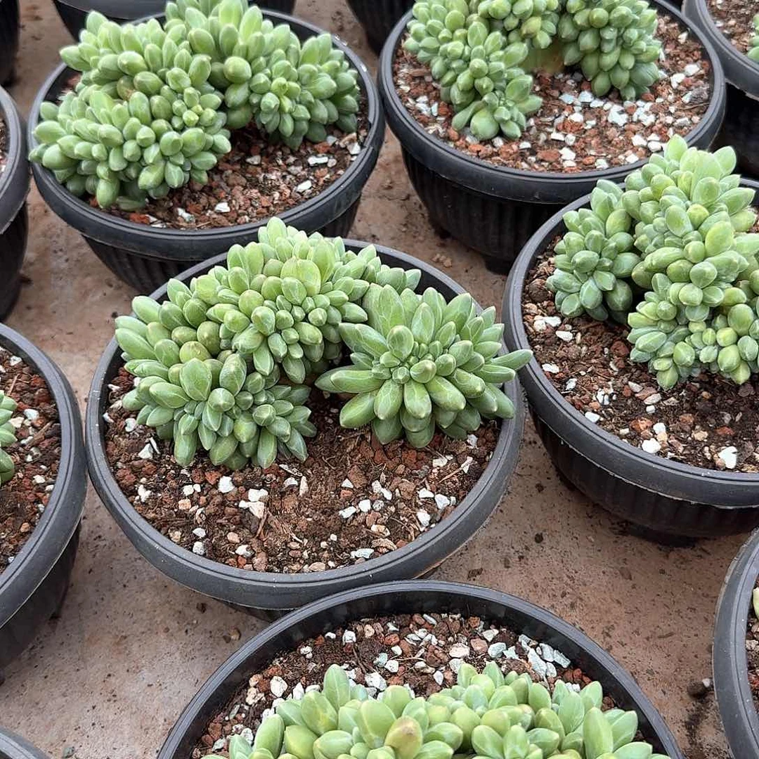 千代田之松缀化多肉