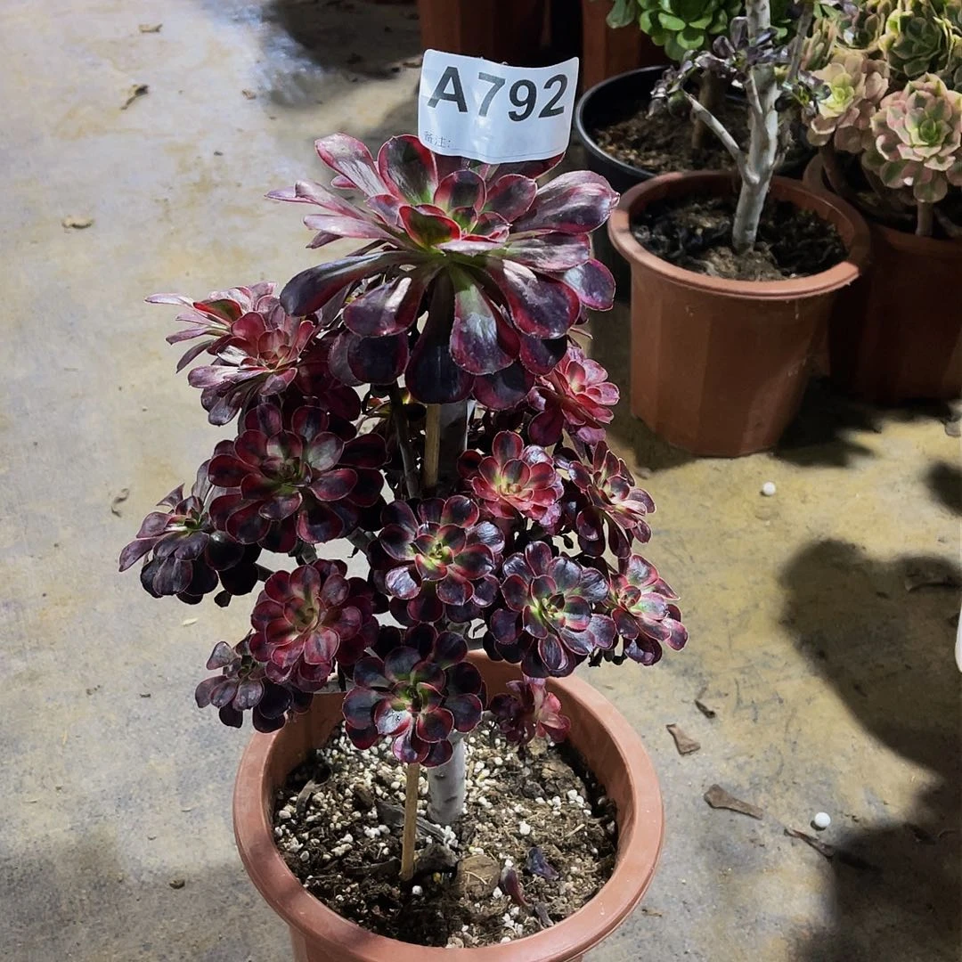 香袋儿792福利拖土