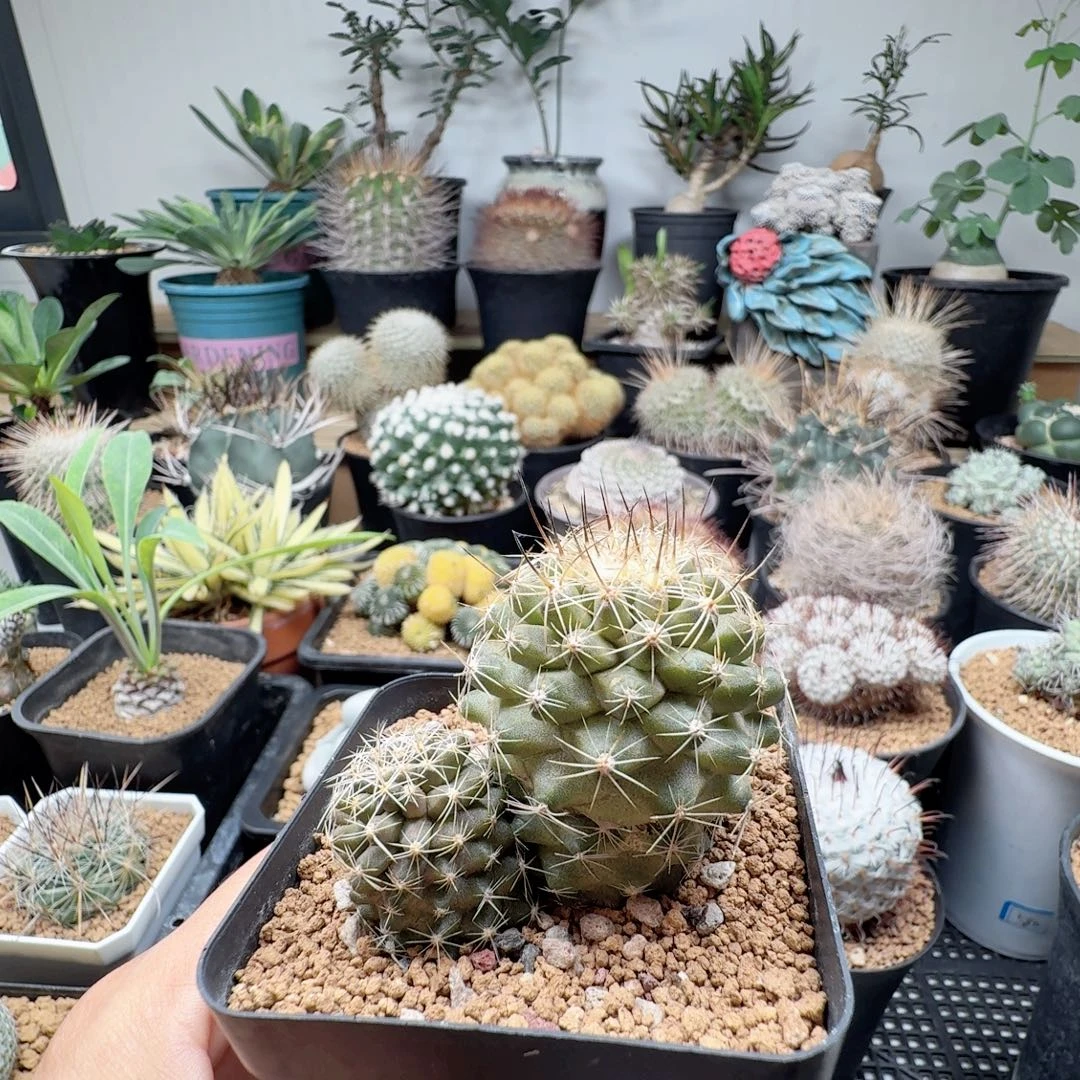 强刺鱼鳞丸脱土发货