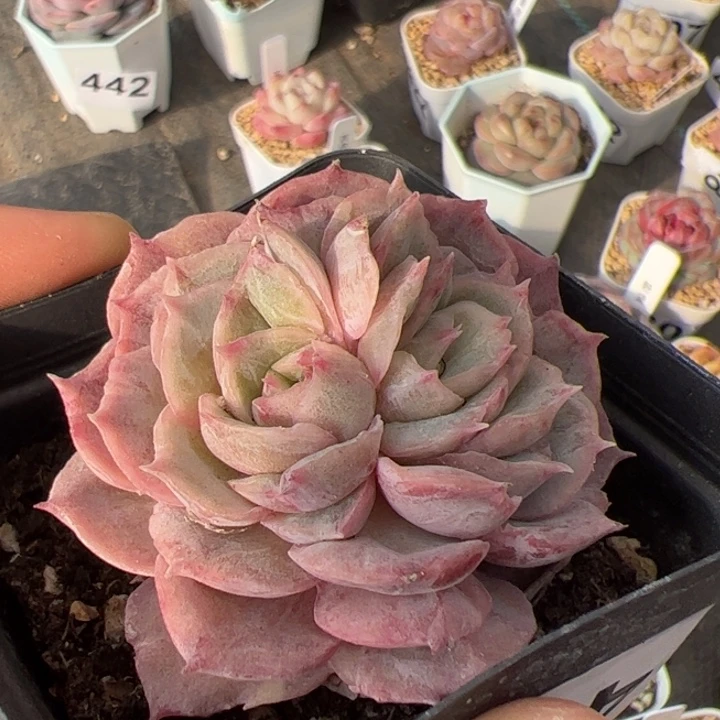 华*473 多肉植物组合盆栽