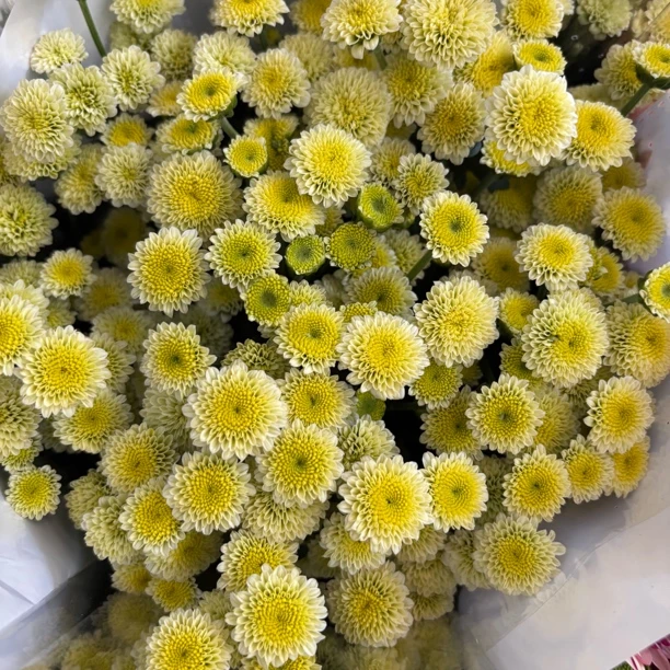 新品迷你菊 小雏菊9支+1支损耗
