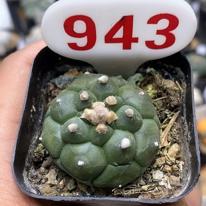 龟甲特价福利特价