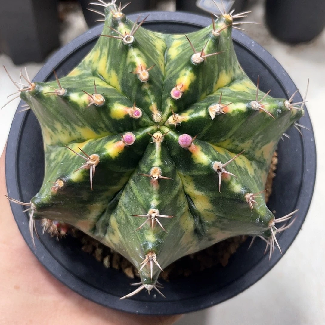 无花朵泰系实生臀锦复棱米哈