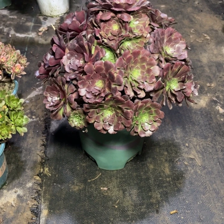 52红铜壶多肉多肉植物