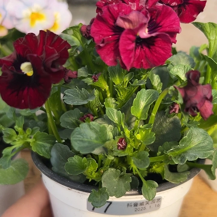 红陶迈****º抖音直播闪拍77