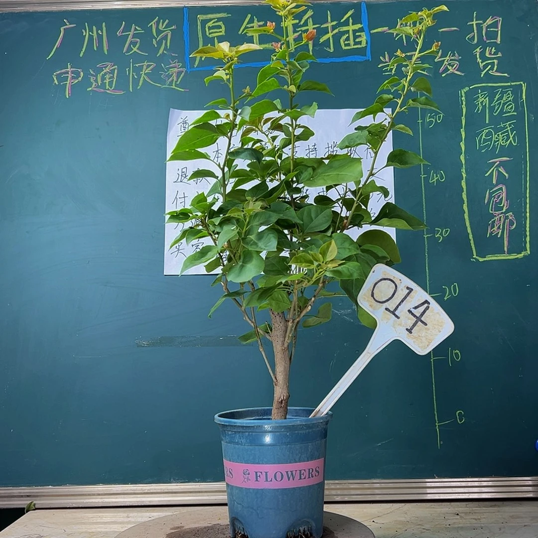 当前无花栽培后可以开花 福利  绿叶夕阳红  014