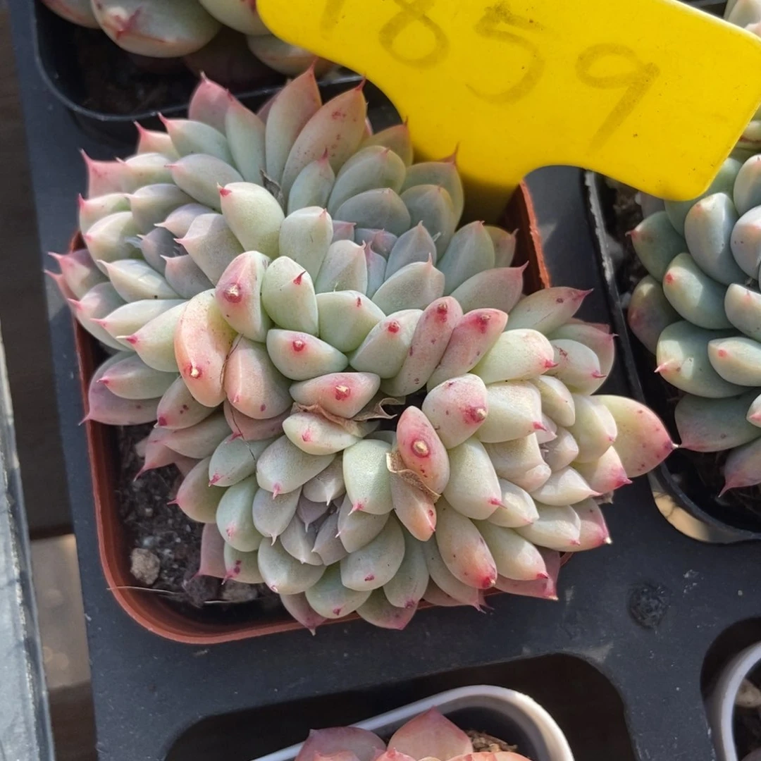 1859二八佳人多肉植物保护