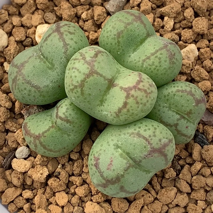 精品多肉植物大型园艺猴脸