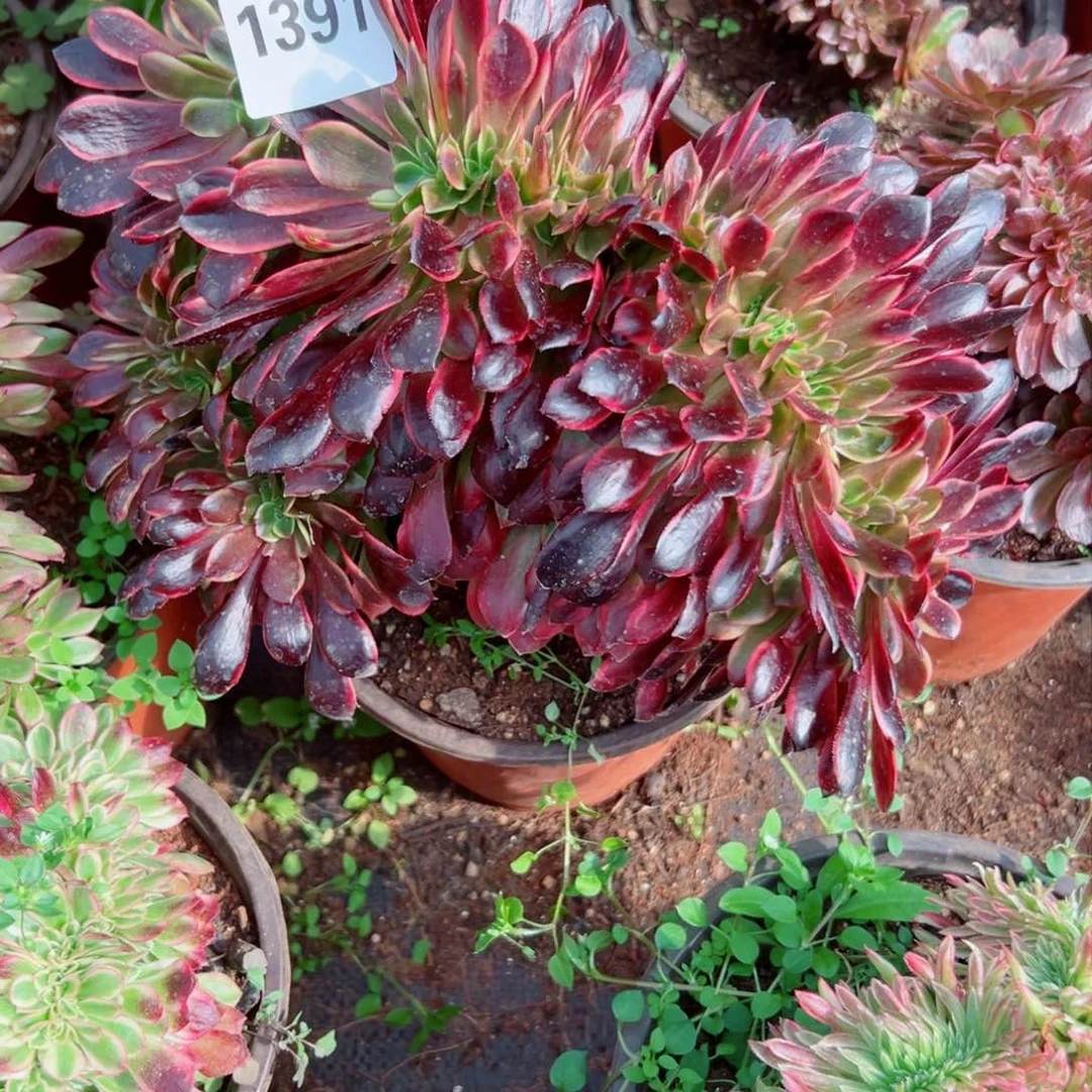 我1391 号多肉法师新年特价