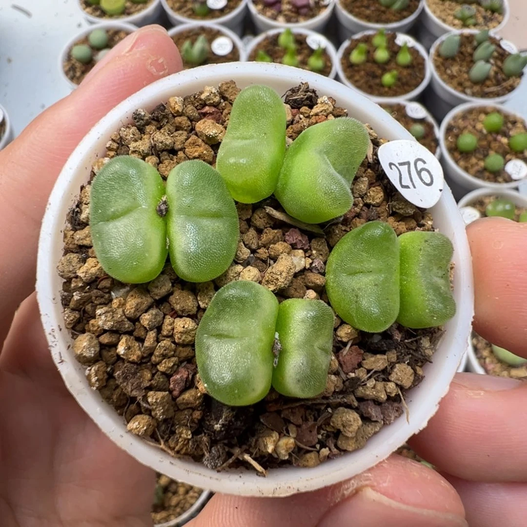水晶鞋双头一颗脱土276000