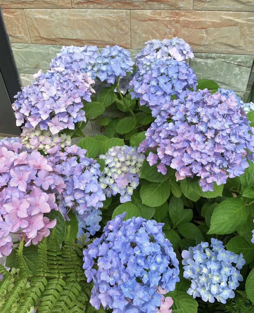 绣球手捧花520专属两加仑盆多年生花期长耐高温基地直发