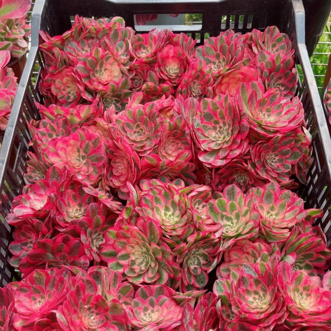 小号荔枝量拍多肉法师1111