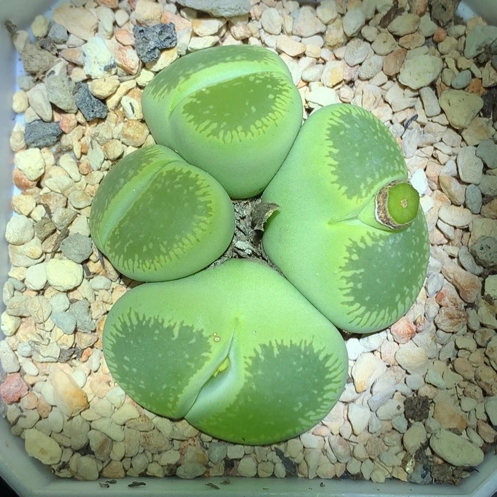 精品多肉植物精品绿光阳