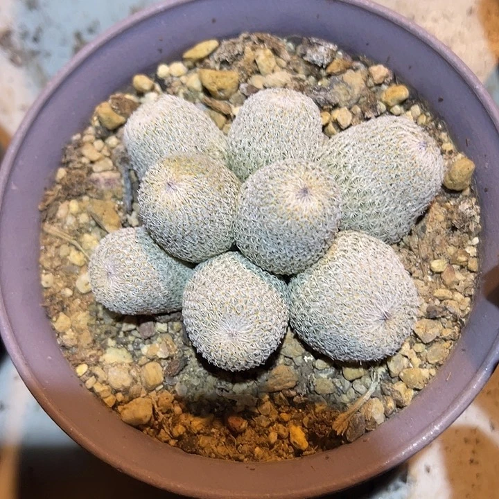 满38包邮2天凑单，脱土晾根发货多肉植物自根月世界