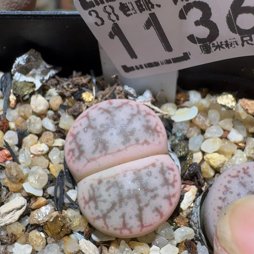 zzzz精品生石花1136