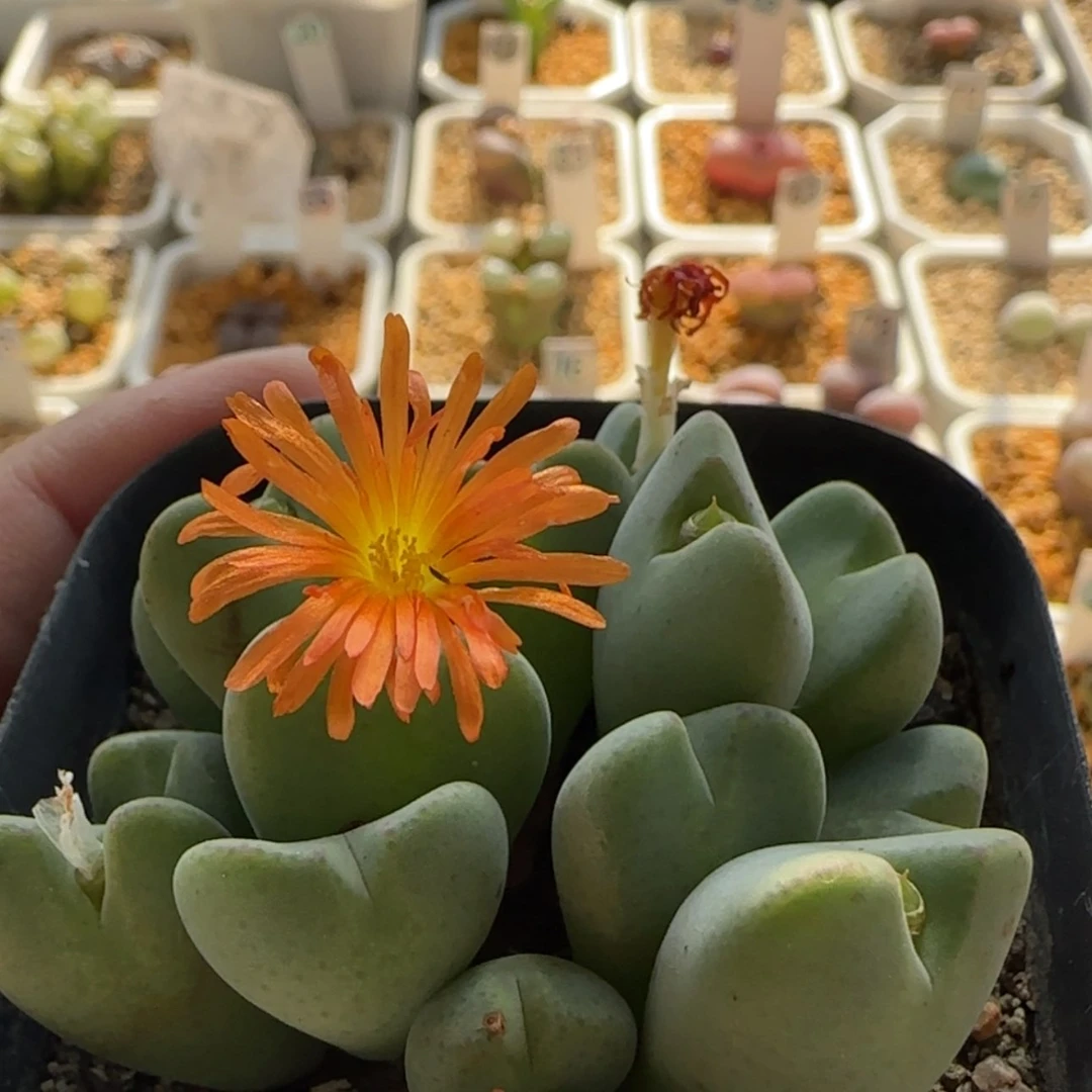【闪购商品】21148橙花大群少将