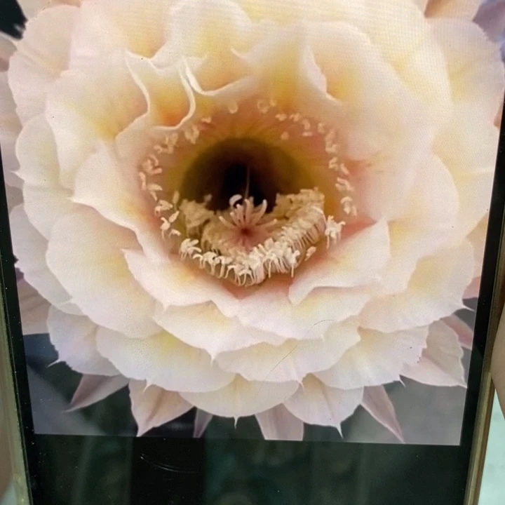 彩草素玉侧芽2公分左右