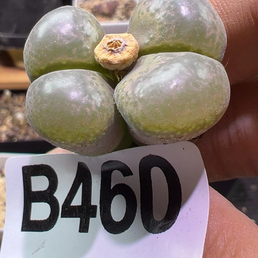 多肉植物1111111111