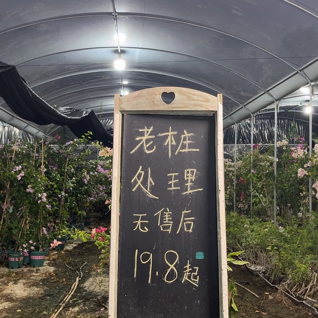 无花朵三角梅三角梅18