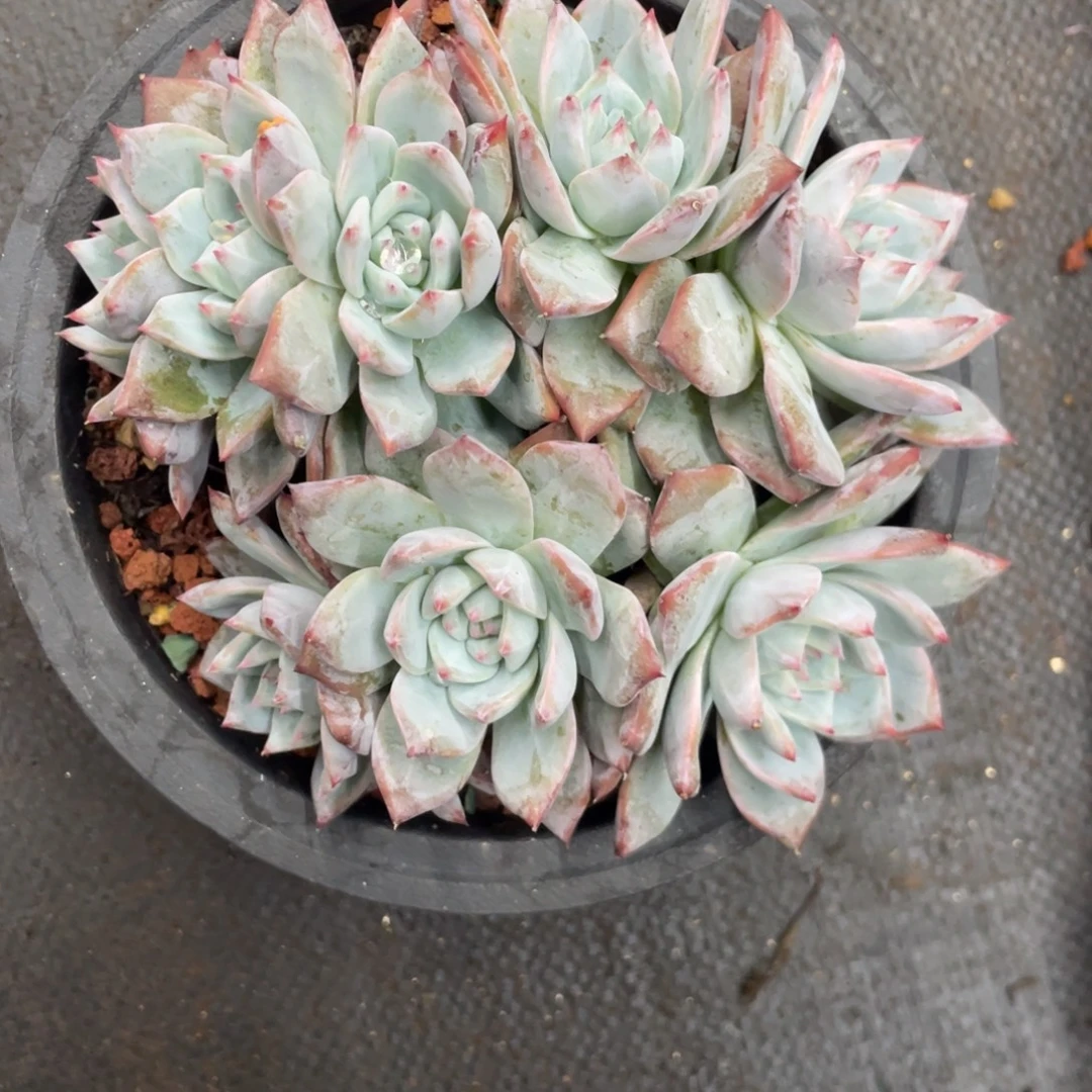 粉蓝鸟朵朵缀八头无砍无摘